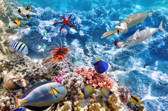 Underwater coral reef with various fish and a starfish
