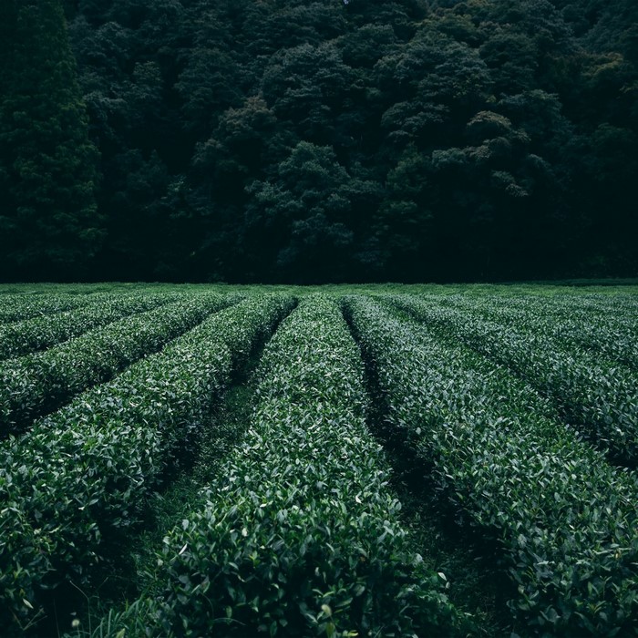 Rows of green tea plants in a field with a forest background