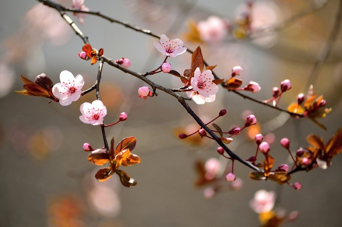 Delicate Cherry Blossom Branch with Spring Flowers