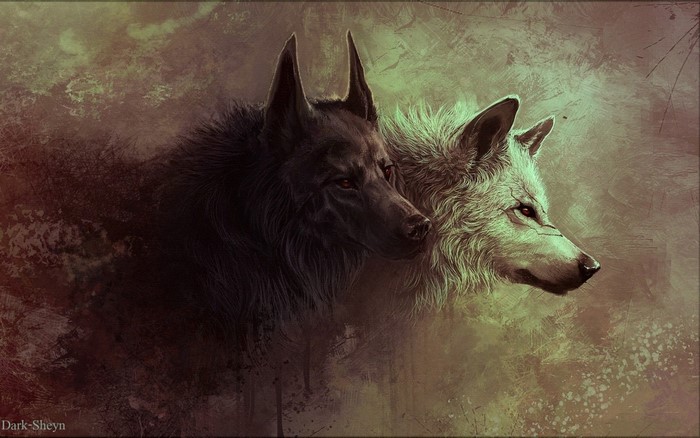 Two wolves, one black and one white, side by side
