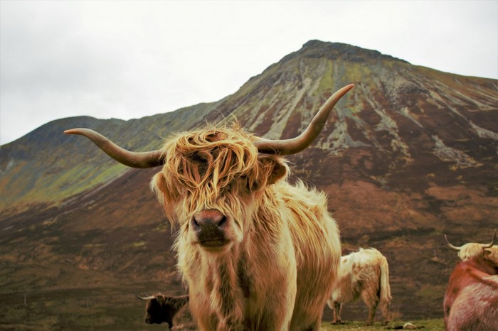 Highland Cattle with Majestic Mountain Backdrop