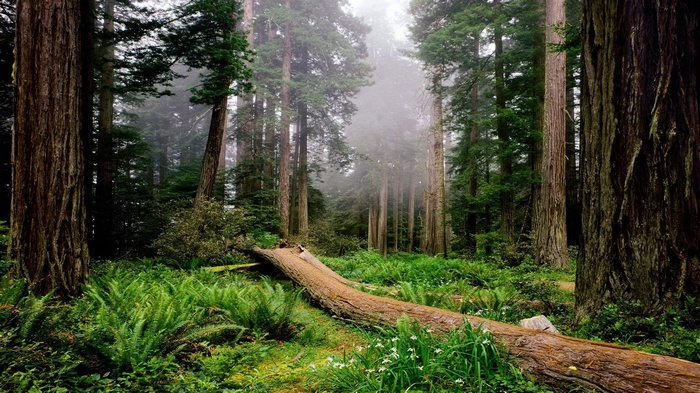 Redwood Forest with Fallen Tree and Ferns