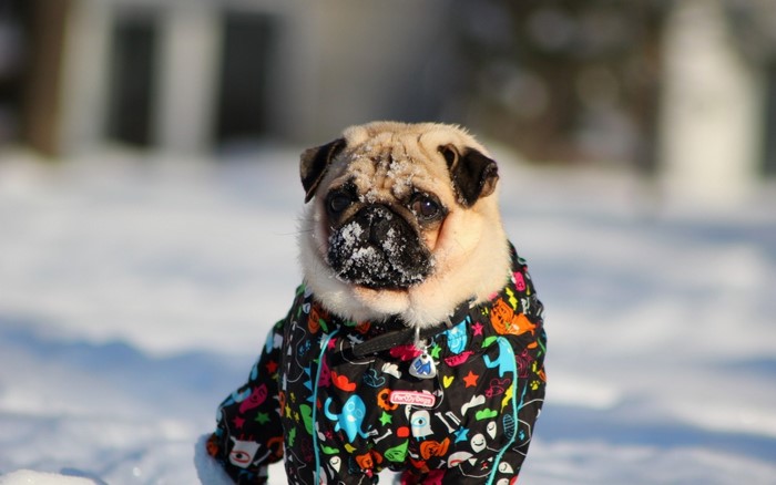 Pug wearing a colorful snowsuit in the snow