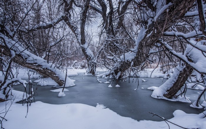 Snow covered trees over a frozen body of water