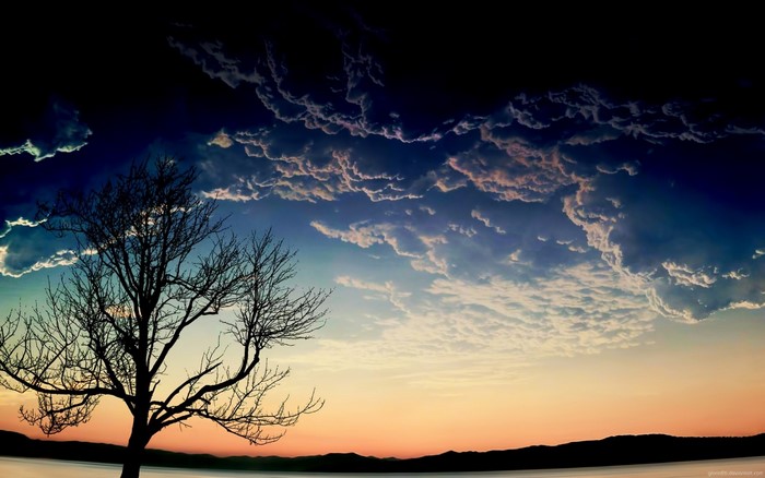 Silhouette of a bare tree against a dramatic sunset sky