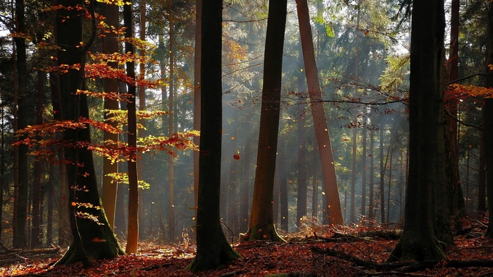 Sunlight filtering through autumn forest trees