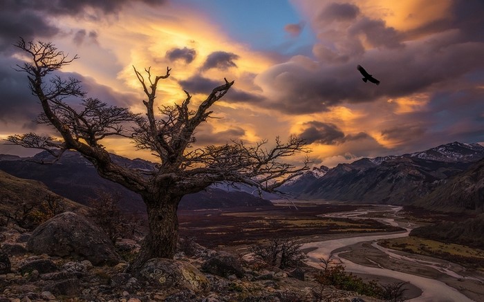 Dead tree overlooking a valley at sunset in Patagonia