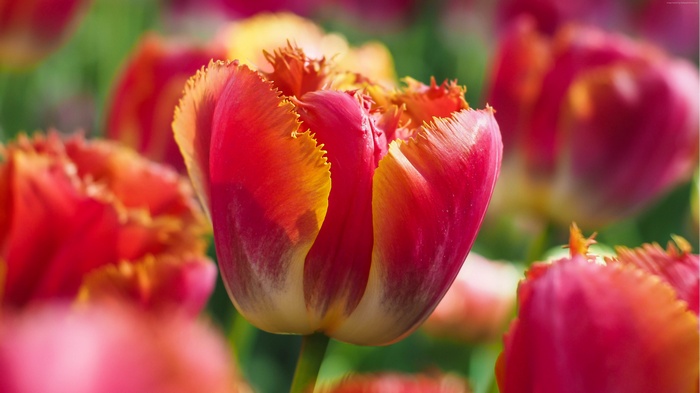 Fringed Red and Yellow Tulips 4K
