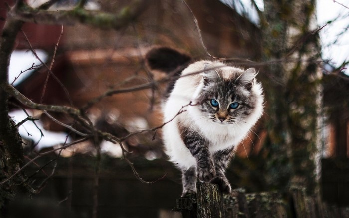 Cat with Striking Blue Eyes on Wooden Fence