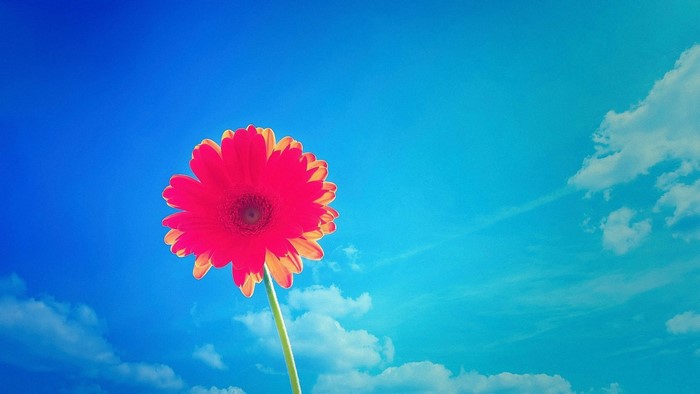 Red Gerbera Daisy Against Blue Sky
