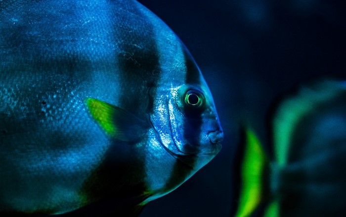Close-up of a blue and black striped fish with green fin