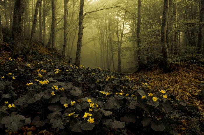 Yellow flowers in a misty forest during autumn