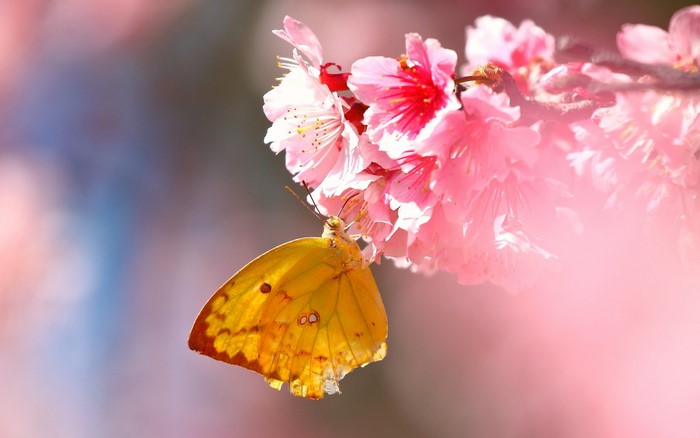 Yellow butterfly on pink cherry blossoms
