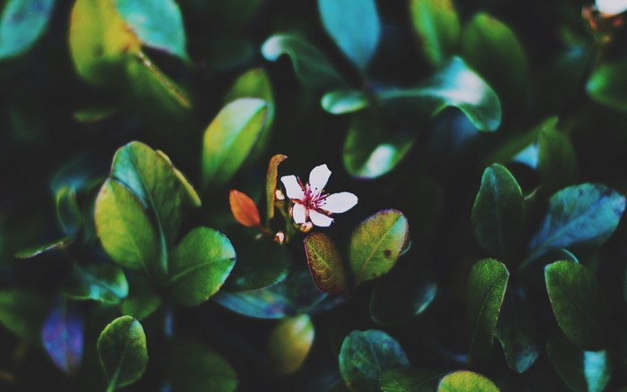 Close-up of a delicate white flower surrounded by green leaves