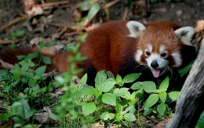 Red panda resting in green foliage