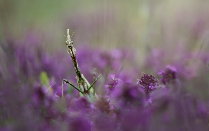 Praying Mantis on purple flowers