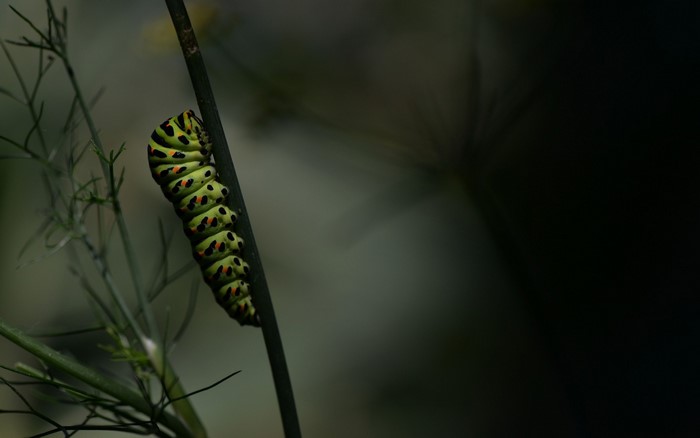 Black Swallowtail Caterpillar on a Plant Stem