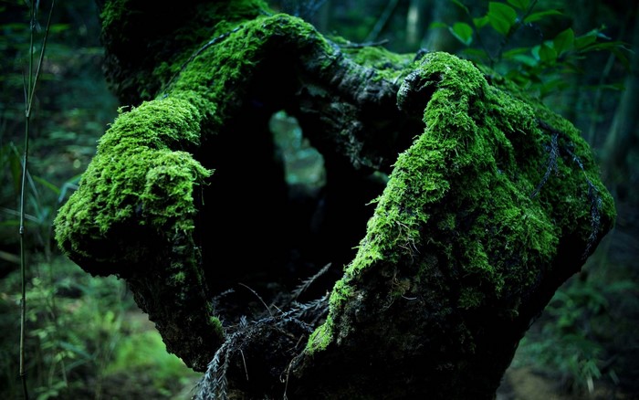 Moss covered hollow tree trunk in a dark forest