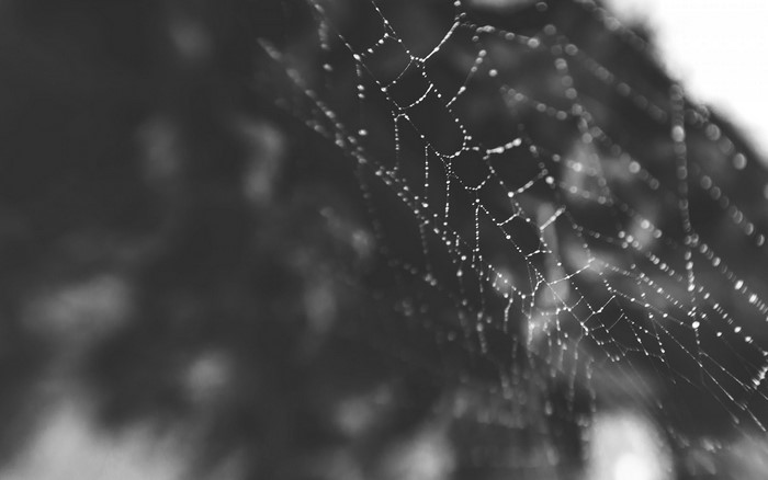 Close-up of a spider web with dew drops
