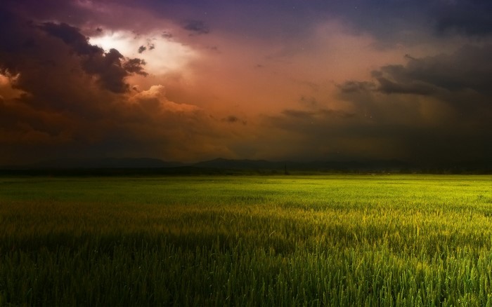 Field of wheat under a dramatic sunset sky