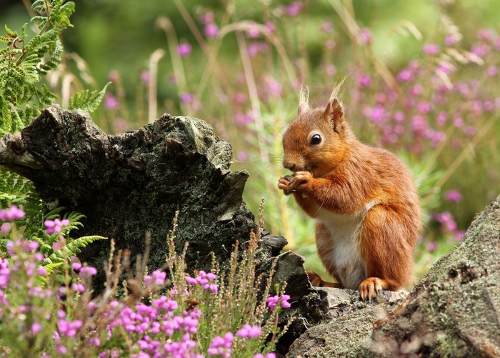 Red squirrel eating on a log with heather flowers