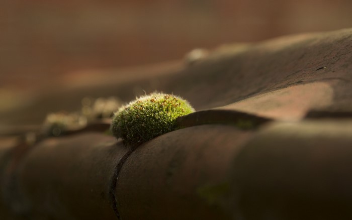 Moss growing on a tiled roof in sunlight