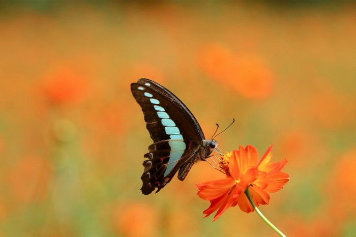 Butterfly on an orange flower