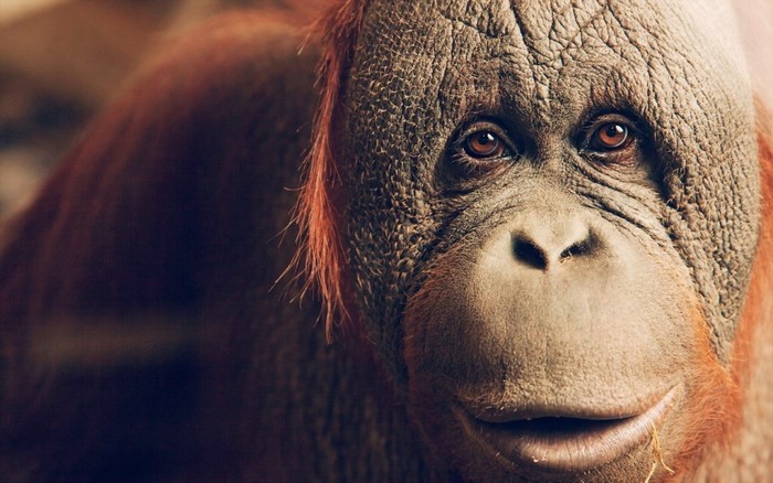 Close up of an orangutan's face