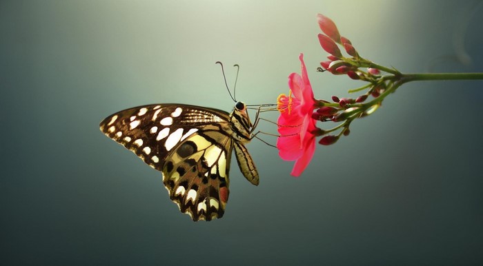Butterfly feeding on a pink flower