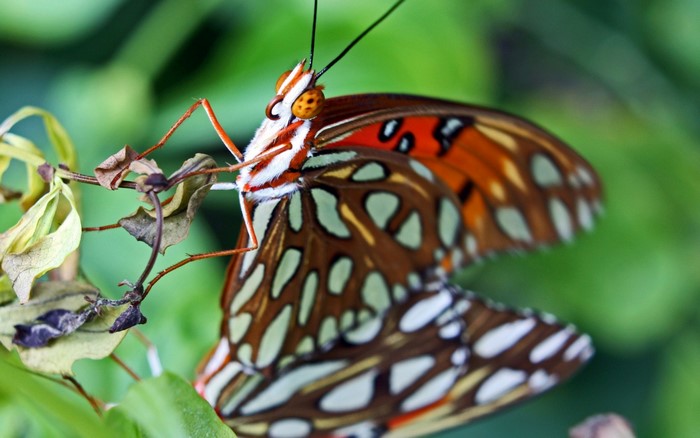 Gulf Fritillary butterfly on a plant