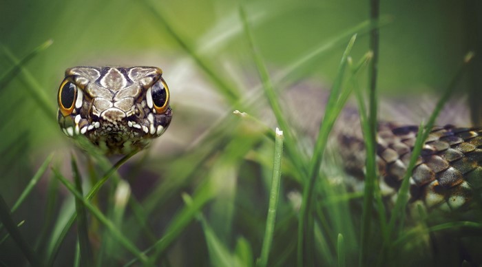 Close-up of a snake's head in green grass