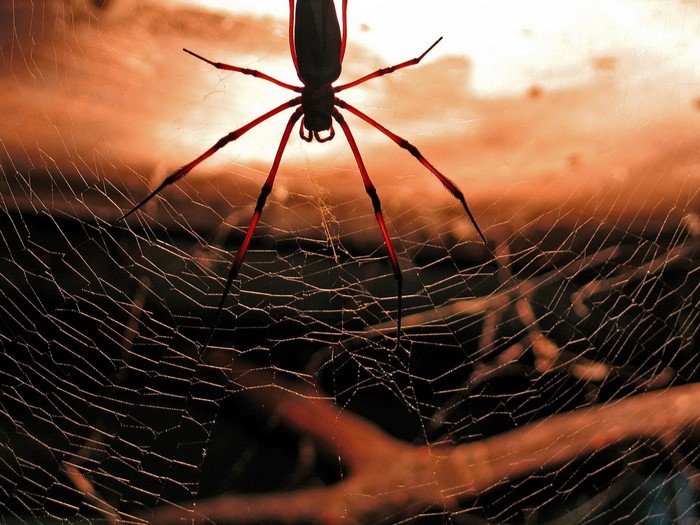 Spider on a web with orange sky background