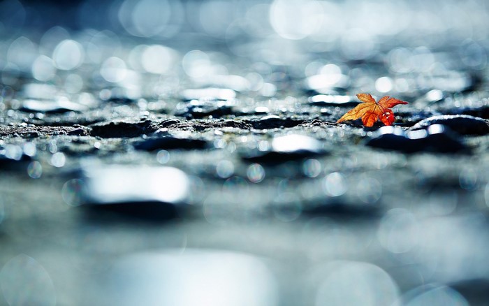 Close-up of a single orange leaf on wet, reflective ground