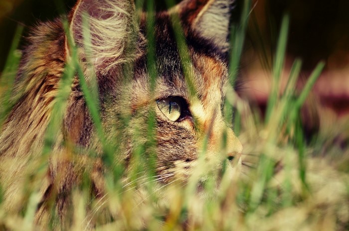 Close up of a calico cat hiding in green grass