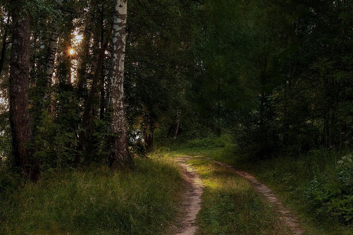 Sunlight filtering through trees onto a forest path