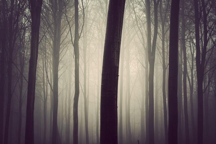Misty forest with tall trees and fog