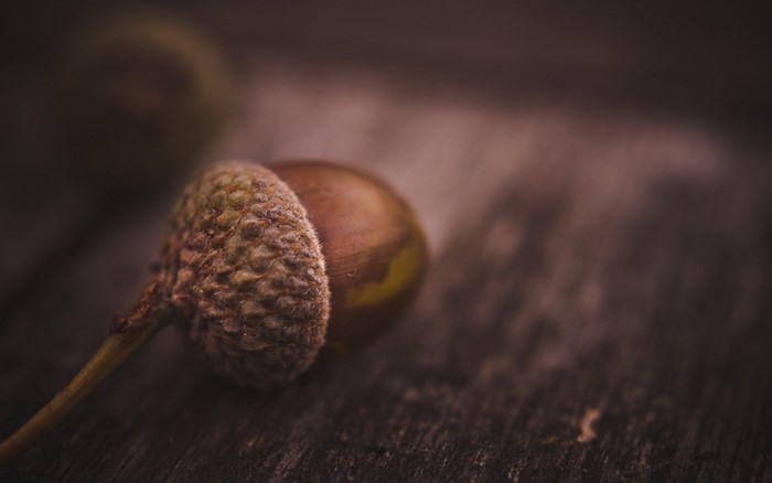 Close-up of an acorn on a wooden surface