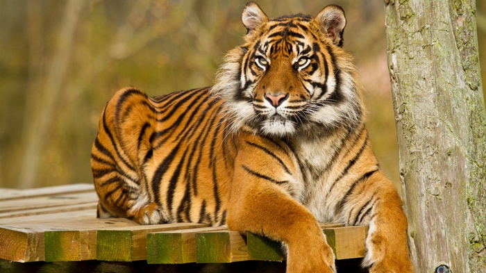 Tiger resting on a wooden platform
