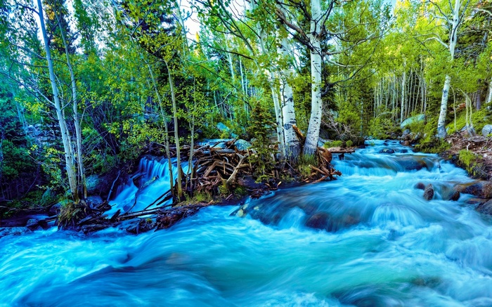 Turquoise river flowing through a forest with aspen trees