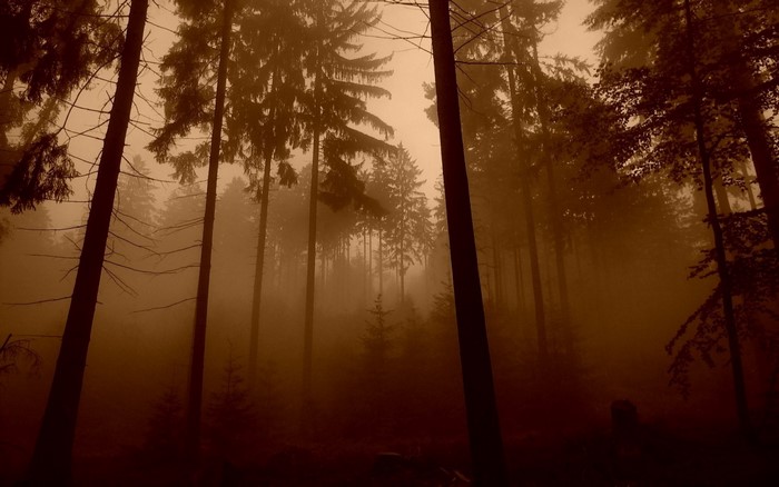 Misty forest with tall trees and sunlight