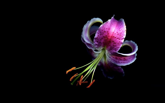 Close-up of a purple and white lily flower with orange stamens