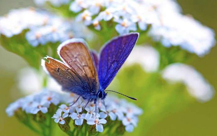 Close-up of a butterfly with brown and blue wings on a white flower