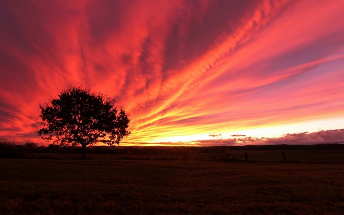 Silhouette of a tree against a vibrant sunset sky