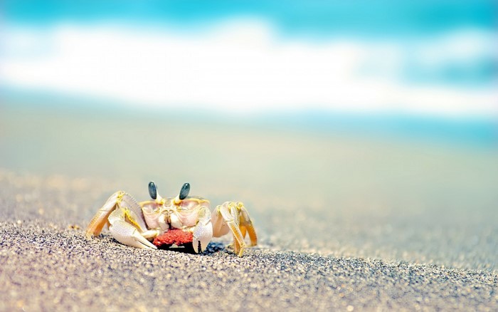 A crab on a sandy beach with the ocean in the background