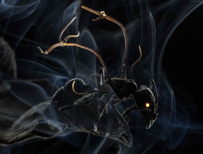 Macro shot of an ant in smoke