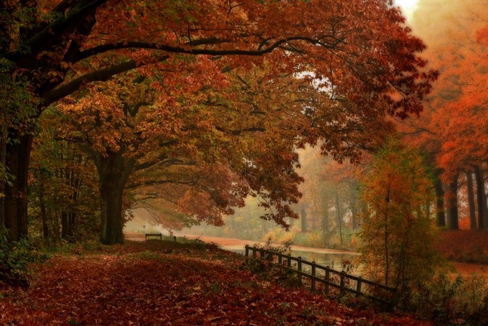 Autumn Morning by a Riverside in Dutch Forest