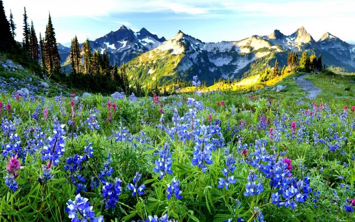 Wildflowers in bloom with mountains in the background