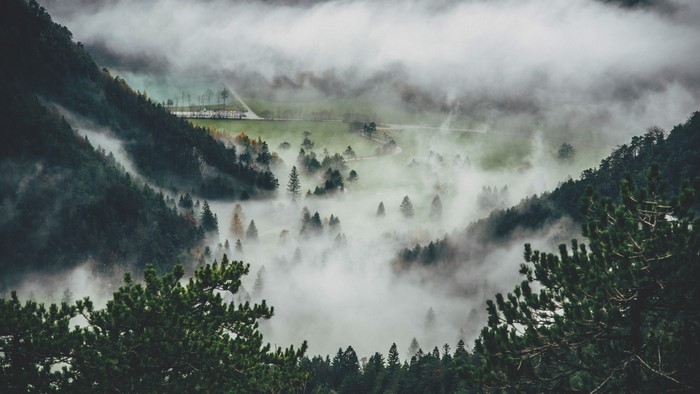 Misty forest on a mountain slope