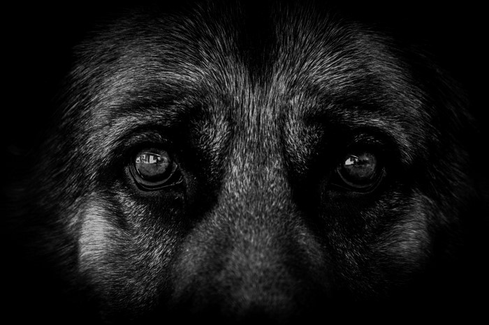 Close up of a German Shepherd's eyes