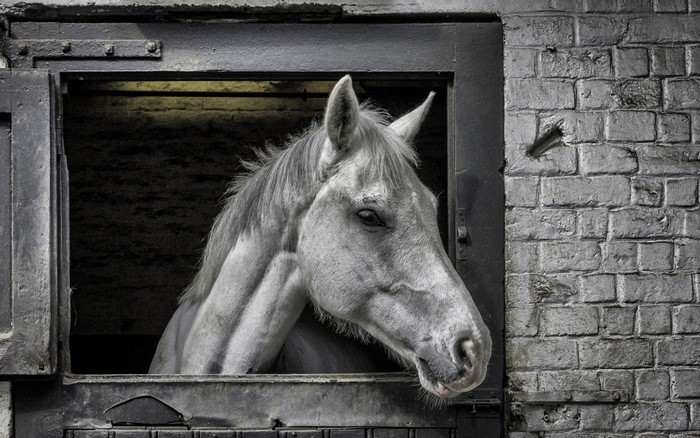 Monochrome photograph of a white horse in a stable
